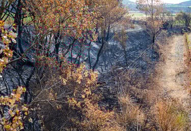 Incendie de l'Aude août 2025. Végétation calcinée.