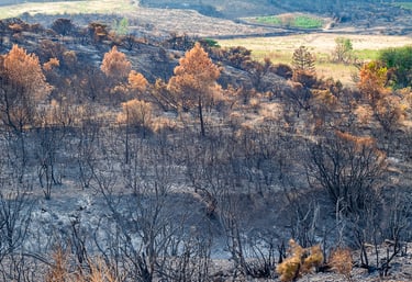 Incendie de l'Aude août 2025. Végétation et collines calcinée.
