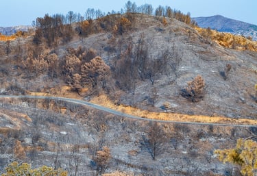 Incendie de l'Aude août 2025. Végétation et collines calcinée.