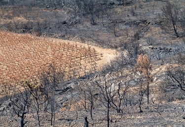 Incendie dans l'Aude la nature détruite
