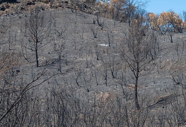 Incendie dans l'Aude la nature détruite