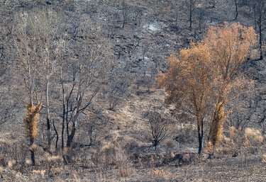 Incendie dans l'Aude la nature détruite