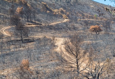 Incendie dans l'Aude la nature détruite