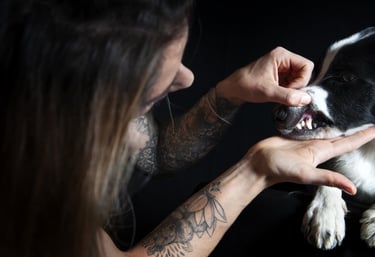 Manipuler mon chien soins