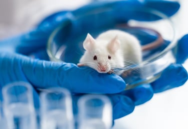 A mouse in the lab