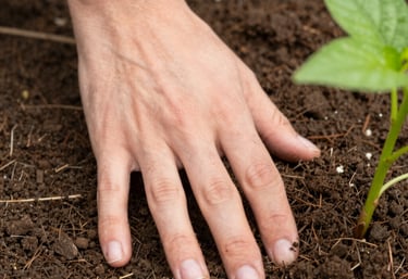 Close-up of hands planting a young seedling in rich, dark soil symbolizing growth and care.