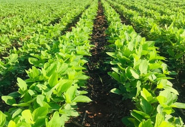 Safra de Soja - Fazenda Iowa Bahia