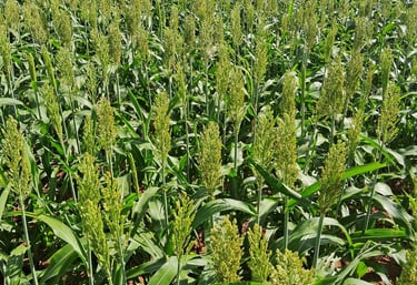 Plantação de Sorgo - Fazenda Iowa Mato Grosso