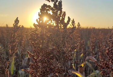 Plantação de Sorgo ao Pôr do Sol - Fazenda Iowa Bahia