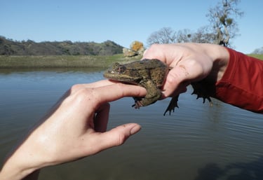 California red-legged frog conservation monitoring in Alameda County, CA.