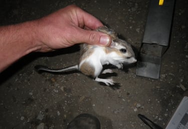 Giant kangaroo rat in Kern County, CA.