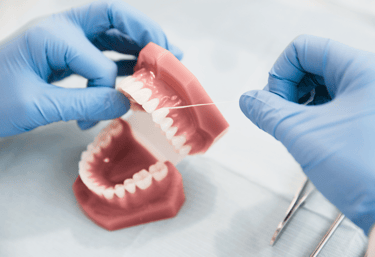 demonstration of flossing on a model