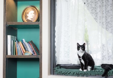 A black and white cat sitting in a window beside a bookshelf