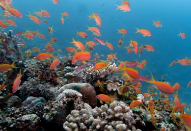 Snorkelling in Red Sea