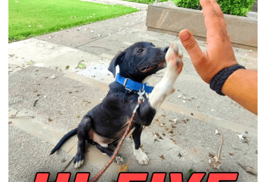 Advanced dog training in gurgaon at gurgaondogtraining.in