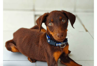 Basic commands, obedience & Descipline dog training in gurgaon by gurgaondogtraining.in