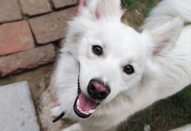 Behavioural correction training in gurgaon at gurgaondogtraining.in