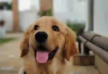 Behavioral Correction Training in Gurugram