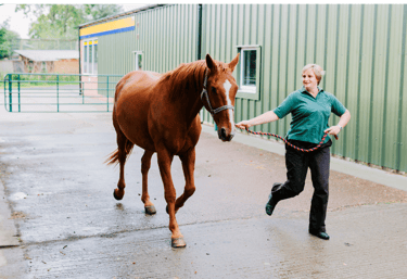 An owner trotting up a horse during an examination.