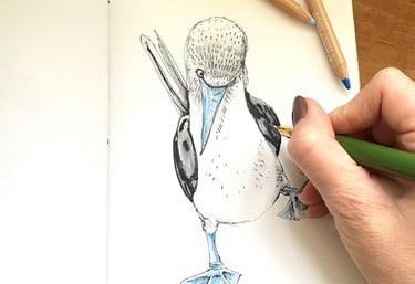 a person's hand holding a pencil and drawing a bird