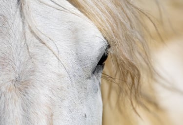 a white horse's eye 