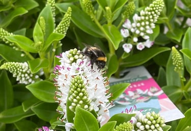 A bee taking nectar from a white plant