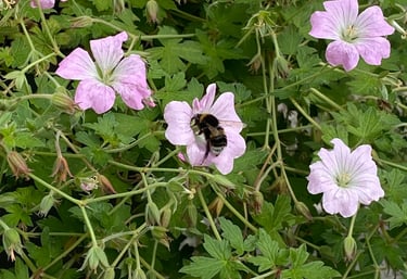 A bee taking nectar from a geranium plants