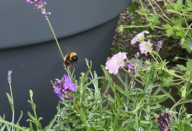 A bee hovering over lavender and geranium plants