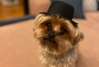 Hundehaare entfernen Auto Linz – professionelle Innenreinigung mit Tierhaarentfernung
