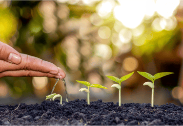 a person watering plants in a garden