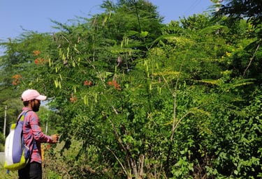 Forest research project and survey in Rajasthan, India by Pukaar and Bhuvnesh Ojha