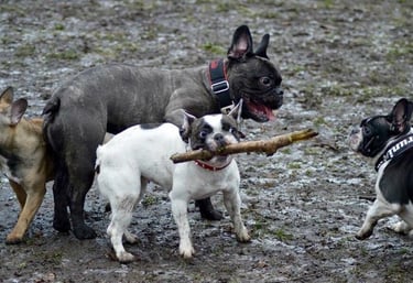 zwei Bulldoggen spielen mit einem Stock