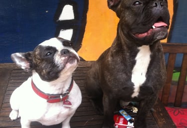 zwei Bulldoggen sitzen auf einen Tisch