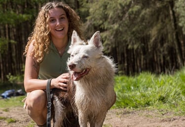 A dog walker walking dogs In harrogate