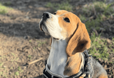 a dog being trained by a dog walker in harrogate