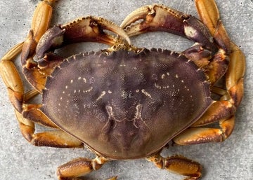crabs