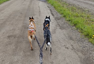 Zwei Hunde an der Leine beim Spaziergang, Training für Auslastung und Kontrolle