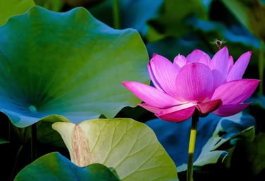 Fleur de lotus épanouie symbolisant la résilience et la force intérieure du parcours de reconstruction