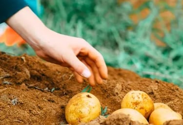 enhanced crop health, natural solution, cuh2o,