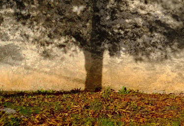 la sombra de un árbol en una pared un día soleado en un parque