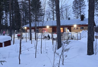 Un chalet en Laponie entouré de neige et de pins, avec des chiens de traîneau en fin de journée