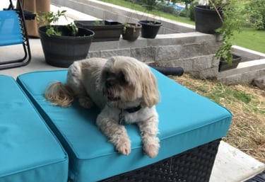 a dog sitting on a patio with a blue couch