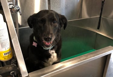 a dog sitting in a dog wash station