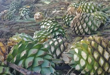 piñas para la elaboracion de mezcal