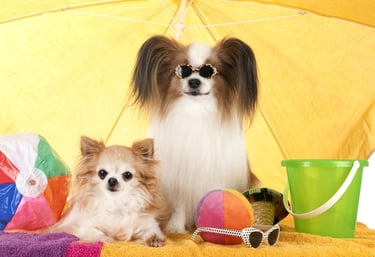 Dos perros chihuahua de pelo largo se relajan bajo una sombrilla de playa amarilla con juguetes de playa y gafas de sol.