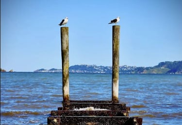 Commercial cleaning Petone Clean Planet Wellington