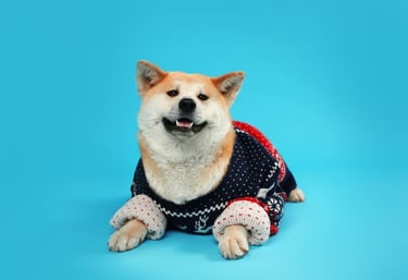 akita con sueter navideño