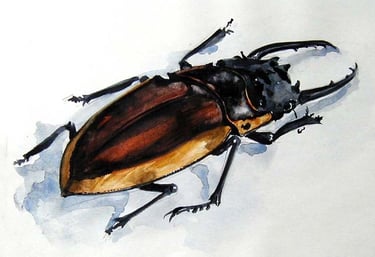Aquarelle représentant un cerf-volant