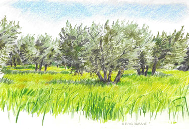 Dessin crayon de couleur sur papier - © Eric Durant