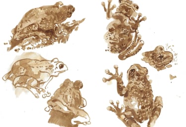 Dessin au lavis de brou de noix représentant des grenouilles.